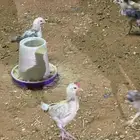 ديوك بلدي