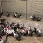 للبيع دجاج بياض فيومي الصحة ماشاء الله