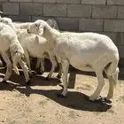 ضان حرش تم البيع