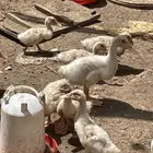 بكيني