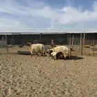 مطافيل انعيم طيبه اللبييع