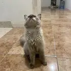 بسه همالايا