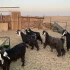 للبيع معزا دفيع ثنتين وثلاث مافحصتهم العدد 6