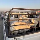 طليين ورخلين كفووو للبيع