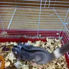 سنجاب طائر او شوقر قلايدر