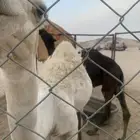 البيع قعود فل