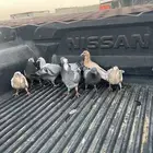 زغاليل زاجل