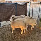 طليان حريه