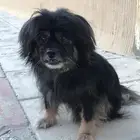 بومرنيان اسود