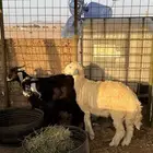 تيوس ثلاجه عدد 2 وطلي