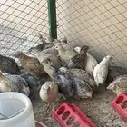 سمان بياض ذكور وإناث حجم جامبو