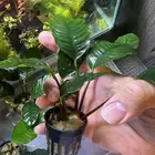 نباتات   مائية لاحواض السمك الزينة