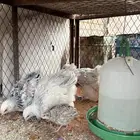 صوص دجاج وسمان