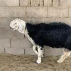 طلي خروف نجدي