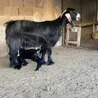 عنز عارضية متبع