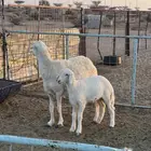 شاه خلفه صنف
