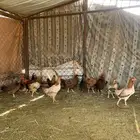دجاج بلدي وفيه دجاج مهجن للبيع العدد 13 بالديك