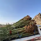 فسائل   منيفي خلاص برني حلوه