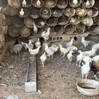 دجاج فيومي ولوهمان