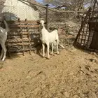تيس بيشي صنف الصنف