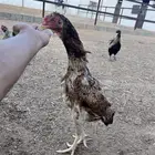 دجاج شامو ياباني