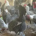 دجاج فيومي شبابي بياض