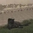 قطه تعبانه