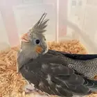 فرخ كروان كوكتيل يلو فيس