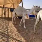قعود على حليب امه سمين