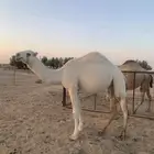 للبيع بكره لقيه