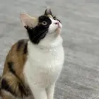 قطة شيرازية مهجنة للتبني