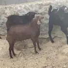 تيوس للبيع
