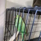 ببغاء دره هندي ممتاز