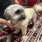 كلب انثى شيواوا