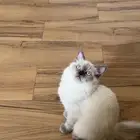 قط كيتن هملايا تبني مؤقت