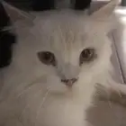 قط ل البيع على السوم