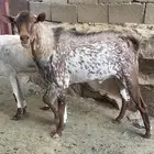 تيس فحل امرخ مشروط وانتاج