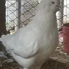 جوز كنق