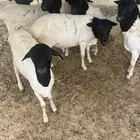 برابر مرابي جذعان