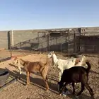 3 جفرات وتيس هولنديات فاخرات