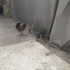 دجاجه بلدي عليها7 فروخ ما سيمت