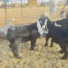 جفرات