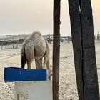 بكره للبيع