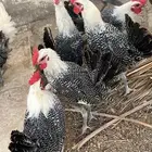 فيومي