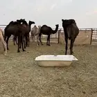 قعدان عمارها حول السنتين 4 قعدان