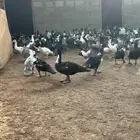 بط بلدي شهرمان