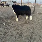فحل نجدي مشروط