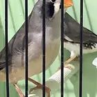 زيبرا انثى وذكرين الوان وتصنيف