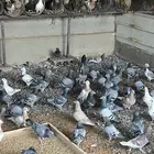 حمام زاجل