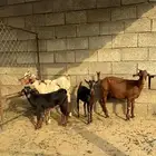 2 ماعز دهم محايليه